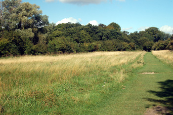 The line of trees is the bank and ditch of Wauluds Bank September 2009